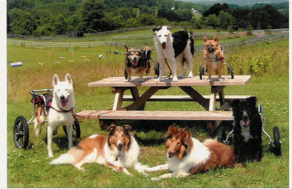 dog-group-photo1
